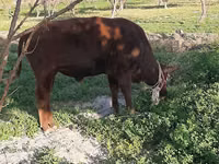 Toro, Ganado vacuno — foto 7