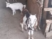 Cabra, Saanen goat — foto 1