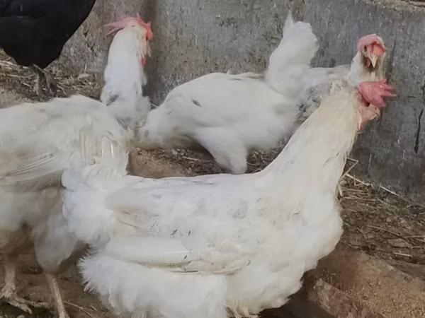 Chickens — Kirgisistan