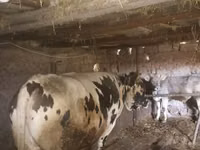 公牛, Russian Black pied cattle — 照片 2