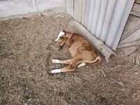सांड, Simmental cattle — फ़ोटो 5