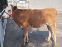 Qoramol (partiya, jinsi ko‘rsatilmagan), Simmental cattle — 3-rasm