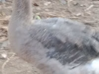Ducks — foto 5