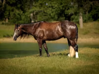 Hengst, Quarter Horse — Foto 2