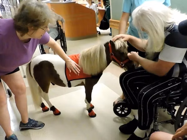 Бие, Miniature horse