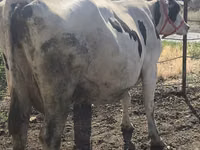 Kuh, Russian Black pied cattle — Foto 3
