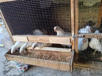 Chickens — الصورة 2