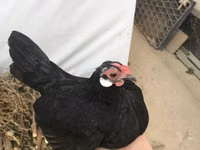 Chickens — Foto 3