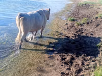 Toro, Charolais cattle — foto 3