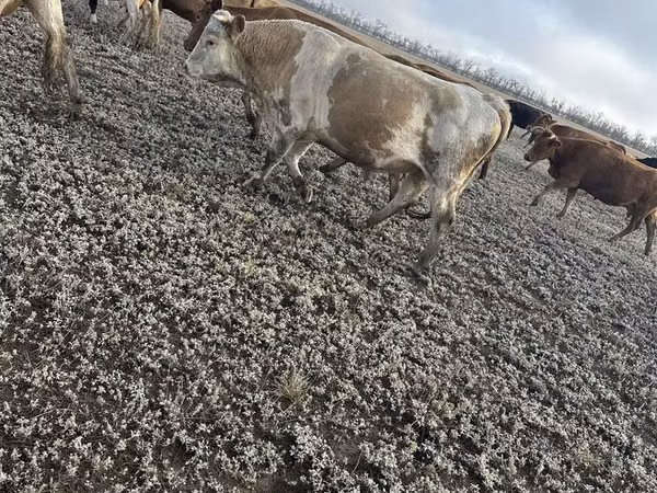 公牛, Simmental cattle — 哈萨克斯坦
