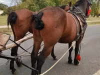 Caballo, Caballos — foto 1
