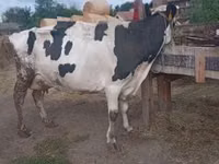 Toro, Vaca Limousin — foto 4