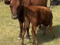 गाय, मवेशी — फ़ोटो 1