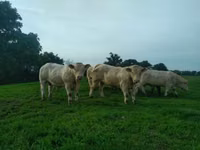 सांड, Charolais cattle — फ़ोटो 1