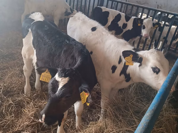 ثور, Russian Black pied cattle