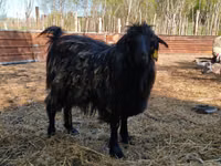 Cabro, Cabras — foto 3