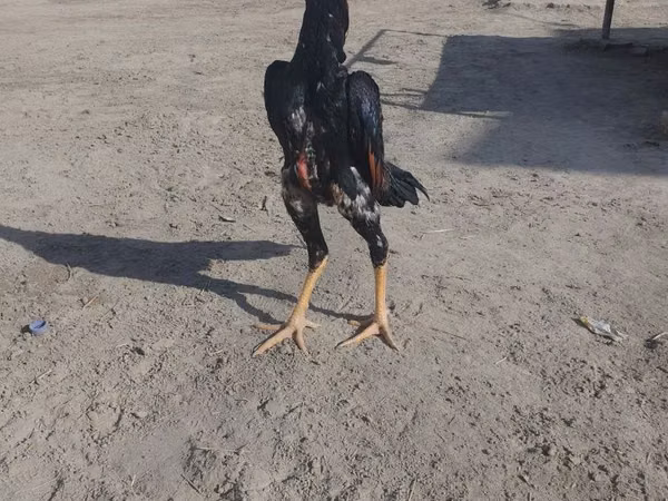 Chickens — أوزبكستان