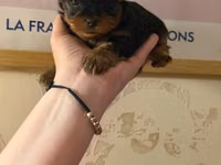 Cins: Yorkshire Terrier (yorki) balası Rəng: Qara‑tünd qəhvəyi (tan — photo 1