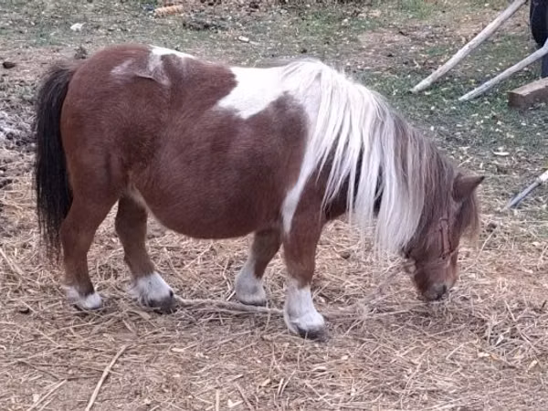 Yegua, Miniature horse