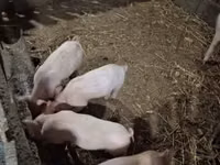 Schweine (Partie, Geschlecht nicht angegeben), Schweine — Foto 2