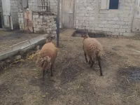 Carnero, Blackheaded Persian sheep — foto 5