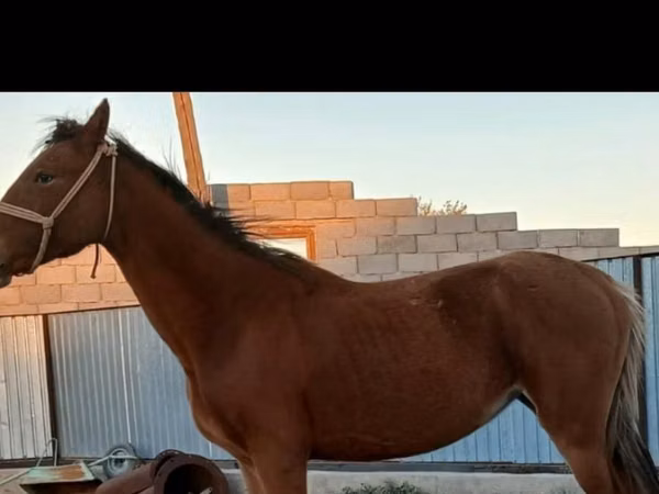 Yegua, Kazakh horse