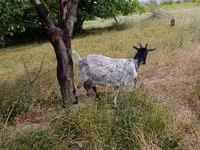 Ziege, Ziegen — Foto 3