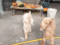 Ziegen (Partie, Geschlecht nicht angegeben), Beetal goats — Foto 8