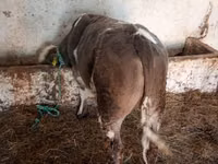 Buqa, Simmental cattle — 2-rasm