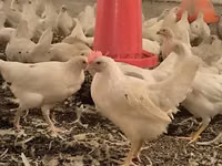 Chickens — foto 2