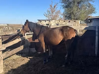 Yegua, Kazakh horse — foto 1