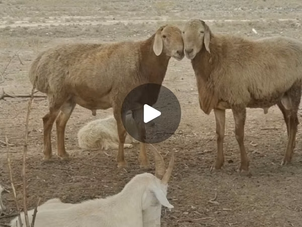 كبش, Tian-Shan semifinewool sheep — كازاخستان