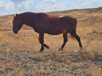 Бие, Kazakh horse — 3-сурет