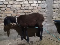 Ram, Sheep — photo 1