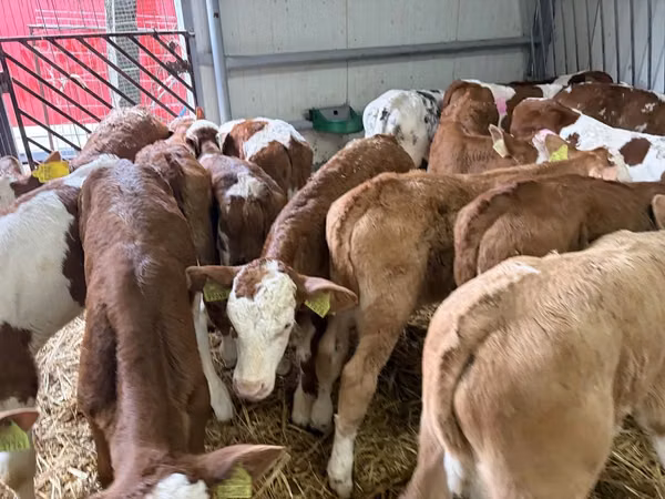 Bull, Simmental cattle