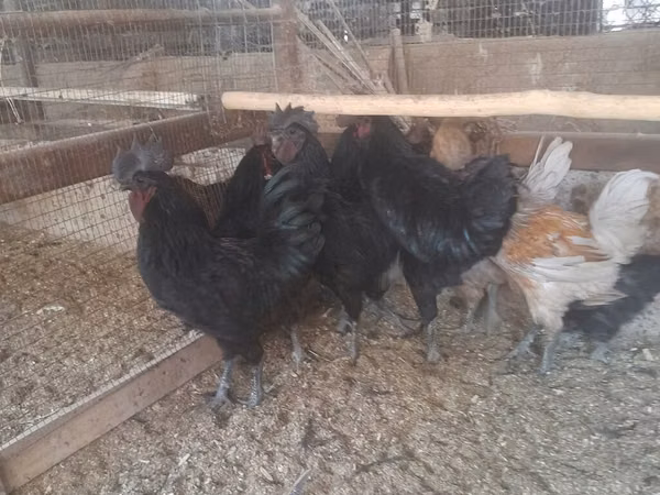 Chickens — Kirgisistan
