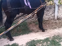 公马, Horses — 照片 1