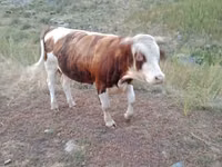ثور, Simmental cattle — الصورة 4