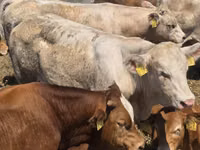 Toro, Vaca Limousin — foto 1