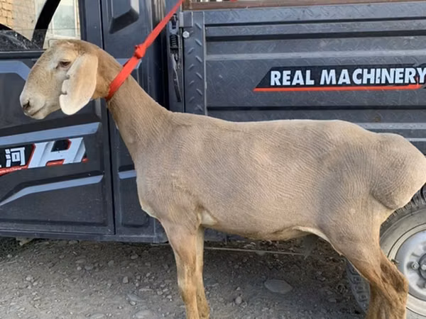 Schaf, Arashan sheep