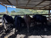 公牛, Aberdeen-Angus — 照片 3