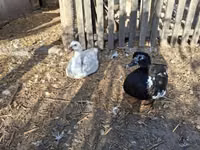 Ducks — Foto 8
