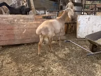 Oveja, Edilbay sheep — foto 3