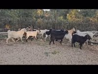 母山羊, Goats — 照片 1