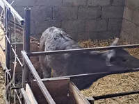 Kuh, Swiss cattle — Foto 5
