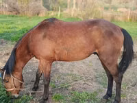 Caballo, Caballos — foto 2