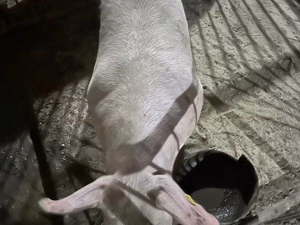 خنزير ذكر, الخنازير