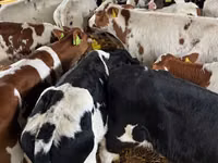 Qoramol (partiya, jinsi ko‘rsatilmagan), Simmental cattle — 2-rasm