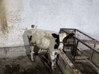 Kuh, Rinder — Foto 3