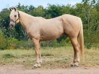 Hengst, Quarter Horse — Foto 1
